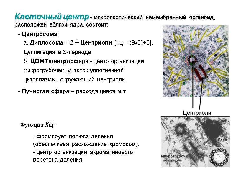 Клеточный центр - микроскопический немембранный органоид, расположен вблизи ядра, состоит: а. Диплосома = 2